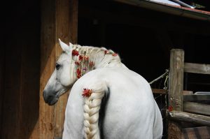 EXPRESSIONS OF THE HORSE